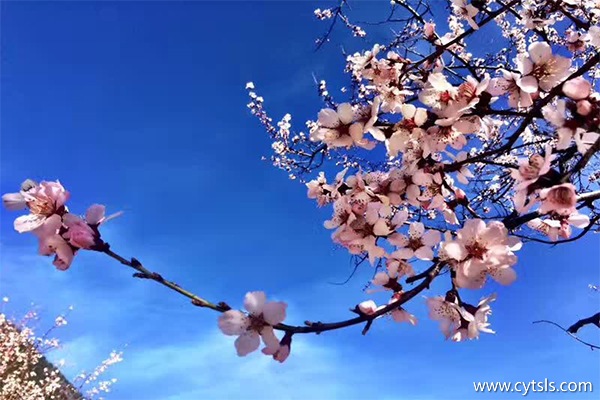 林芝桃花節是什么時間