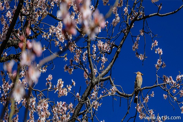 西藏林芝桃花節