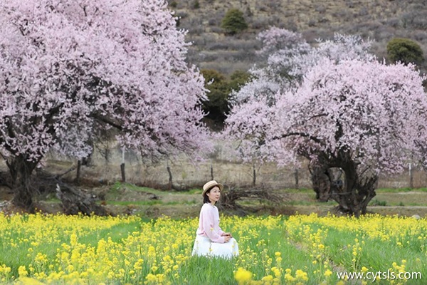 桃花節去西藏報旅游團多少錢